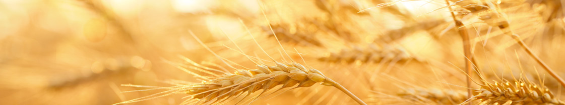 wheat field